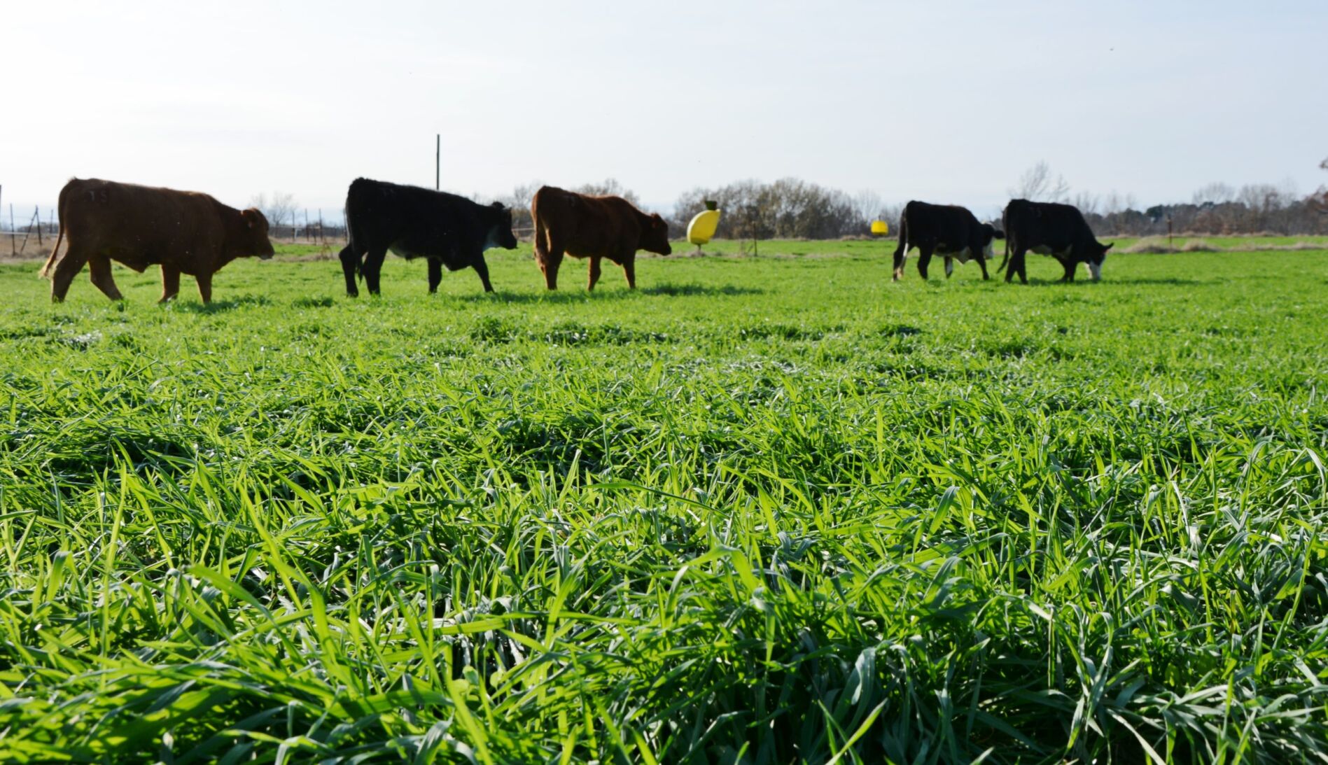 CC Calves on Ryegrass